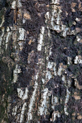 bark tree texture