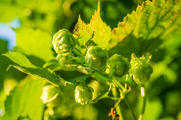 Bavarian Hops Dolden in close up view with soft bokeh green background 