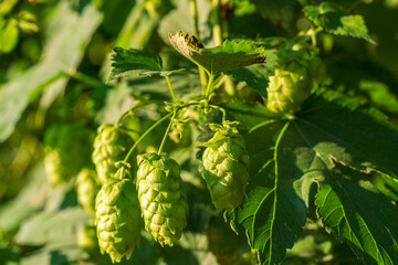 Bavarian Hops Dolden in close up view with soft bokeh green background 