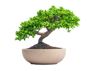 Beautiful bonsai tree in a pot, symbolizing harmony and nature