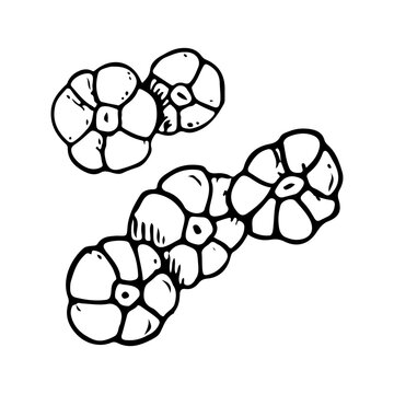 Sea Barnacle colony simple line vector illustration of ocean coral animals. Black and white ink sketch in minimalist style for marine and nautical designs