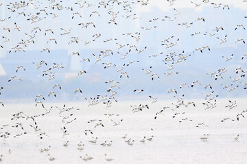 Large Flock of Pied Avocets in Flight Over Water, Mai Po Natural Reserve, Hong Kong