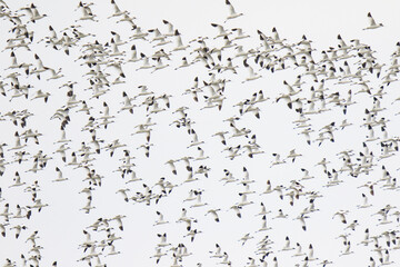 Large Flock of Pied Avocets in Flight