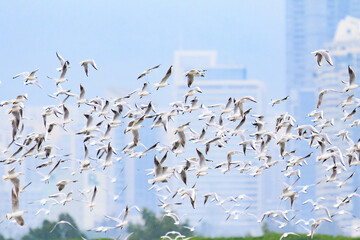Large Flock of Pied Avocets in Flight Over Water, Mai Po Natural Reserve, Hong Kong