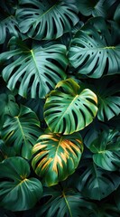 Obraz premium Tropical Leaf Background