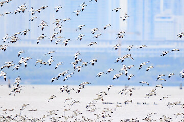 Large Flock of Pied Avocets in Flight Over Water, Mai Po Natural Reserve, Hong Kong