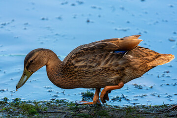 Common Mallard Anas platyrhynchos - a species of water bird in the Anatidae family. It is the most common and widespread species of duck. It inhabits most of the Northern Hemisphere. Poland