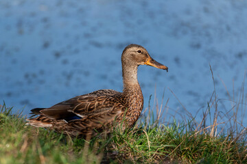 Common Mallard Anas platyrhynchos - a species of water bird in the Anatidae family. It is the most common and widespread species of duck. It inhabits most of the Northern Hemisphere. Poland