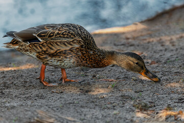 Common Mallard Anas platyrhynchos - a species of water bird in the Anatidae family. It is the most common and widespread species of duck. It inhabits most of the Northern Hemisphere. Poland