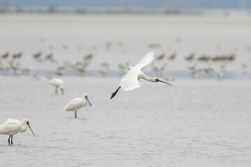 A Graceful Takeoff: Black-Faced Spoonbill Soaring Above the Flock