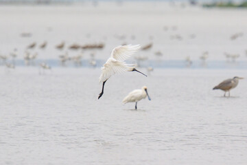 A Graceful Takeoff: Black-Faced Spoonbill Soaring Above the Flock