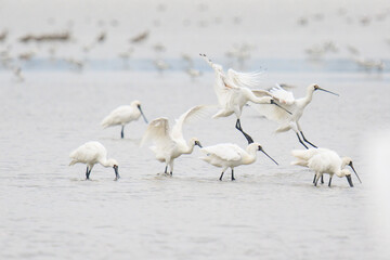 A Graceful Takeoff: Black-Faced Spoonbill Soaring Above the Flock