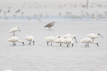 Black Faced Spoonbills Feeding Together in Shallow Water, Mai Po Natural Reserve, Hong Kong