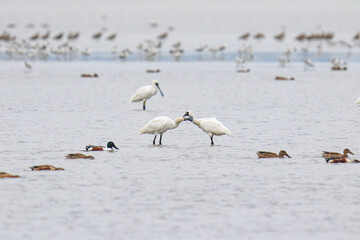 Spoonbills Standing and Feeding in Shallow Water, Mai Po Natural Reserve, Hong Kong