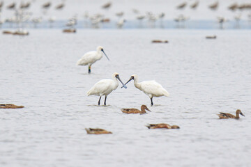 Spoonbills Standing and Feeding in Shallow Water, Mai Po Natural Reserve, Hong Kong