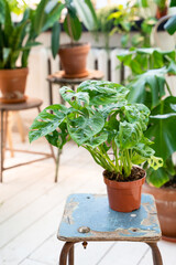 Monstera, an image in a brown pot on a blue chair in the interior