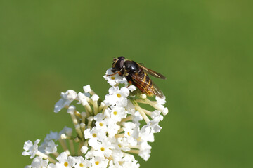 Close up male hoverfly, Yellow-barred Pond Fly, Sericomyia silentis, family Syrphidae. On white flowers of a summer lilac (Buddleja davidii). Dutch garden, Summer, September