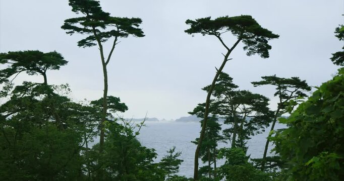 Seaside Serenity seen from a forest