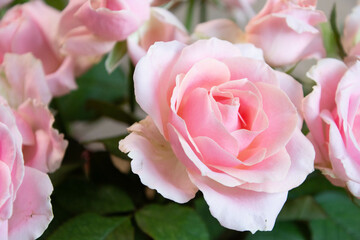 スイートアバランチェ