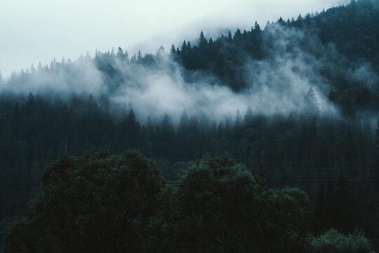 Misty forest landscape during early morning hours in a secluded mountainous region with dense trees and fog