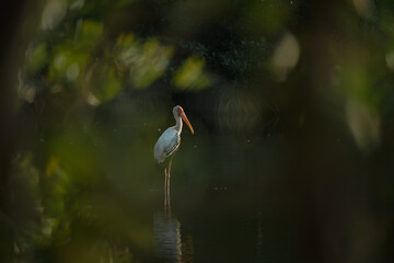 In the mangrove forest, a group of ornithologists studied a wild flock of birds, deepening their understanding of wildlife and the intricate behaviors of these fascinating animals.