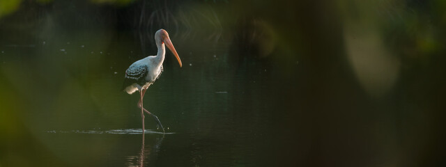 banner background of the mangrove forest, a group of ornithologists studied a wild flock of birds, deepening their understanding of wildlife and the intricate behaviors of these fascinating animals.