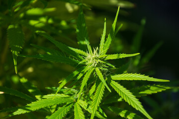 beautiful hemp leaf with small hairy trichomes growing in the garden area