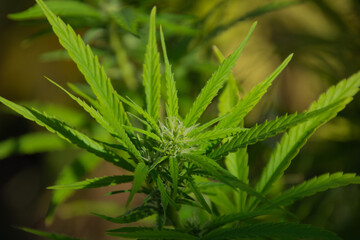 beginning flowering on a hemp plant with fine trichomes and beautifully grown leaves