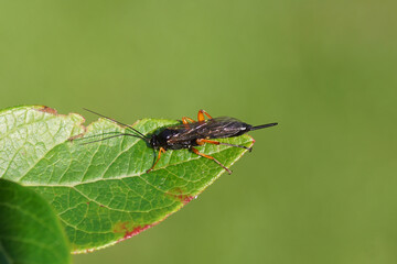 Female Pimpla rufipes, the black slip wasp, family Ichneumonidae. On a leaf of a northern highbush blueberry. Summer, Dutch garden, September	