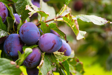 Ripe purple plums hanging on a tree branch in a lush green orchard during late summer