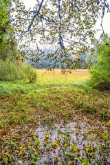 Wet swamp in a forest at autumn