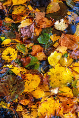 Close up from above at colourful autumn leaves  on the ground