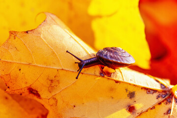 Snail crawl on colorful autumn leaf