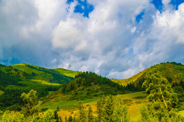 A picturesque natural landscape of a green mountain hills with spruce forest and grassy slope on it against white clouds sky at summer day.