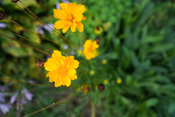 A bright yellow flower grows outside