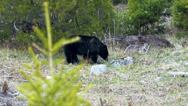 Wild bear fresh out from hibernation in scenic Yellowstone National Park, USA