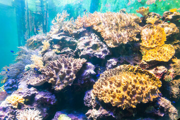 Close-up of corals at the National Museum of Marine Biology and Aquarium in Kenting National Park of Pingtung, Taiwan.