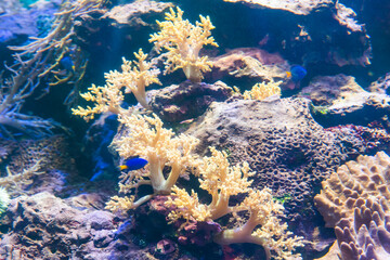 Obraz premium Close-up of corals at the National Museum of Marine Biology and Aquarium in Kenting National Park of Pingtung, Taiwan.