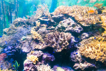 Close-up of corals at the National Museum of Marine Biology and Aquarium in Kenting National Park of Pingtung, Taiwan.