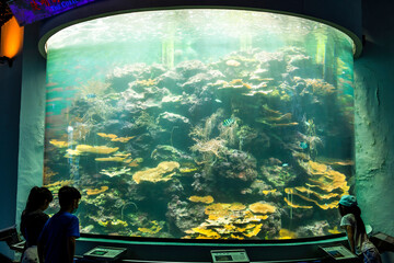 Close-up of corals at the National Museum of Marine Biology and Aquarium in Kenting National Park...