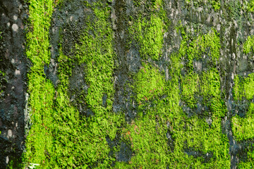 A wall covered in green moss and a few letters. The letters are not clear, but they appear to be in the middle of the wall