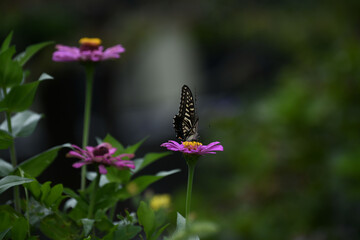 あげはちょうとジニアの花