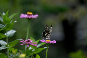 あげはちょうとジニアの花
