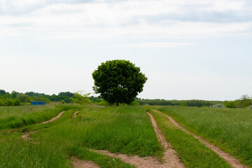landscape with trees