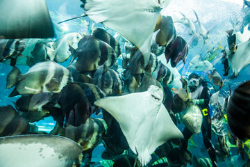 View of the fishes at the Underwater Tunnel at the National Museum of Marine Biology and Aquarium in Kenting National Park of Pingtung, Taiwan.