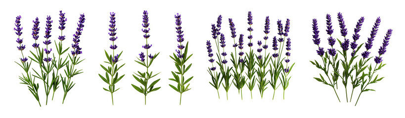 Purple Flowers Row, Lush Green Stems in Full Bloom, Serene Garden Scene.