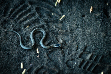 A little snake on the ground , close up look on the snake in the nature 