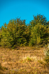 Fototapeta premium Green beautiful forest with day lights,green leaves on trees , landscape photography in the forest , summer morning in the woodlands.Landscape in Ukraine .Wild places ,maple and oak trees 