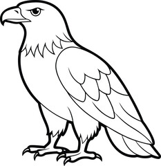 Eagle line art vector illustration hunting falconry