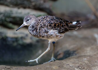 The little stint is a small wader in the sandpiper family. It is found in Europe, Asia, and Africa. The little stint is a migratory bird, and its range varies depending on the season.